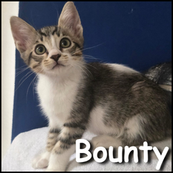 Bounty Bounty