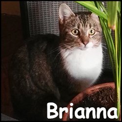 Brianna