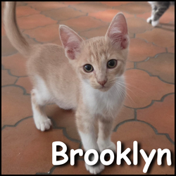 Brooklyn