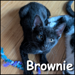 Brownie