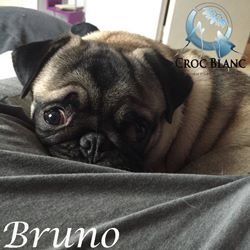 Bruno