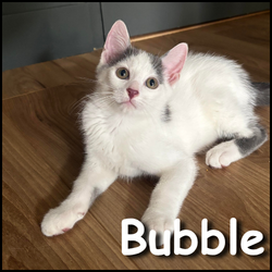 Bubble