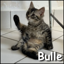 Bulle
