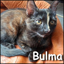 Bulma
