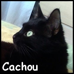 Cachou