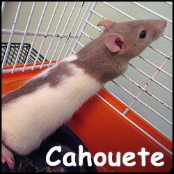 Cahouete