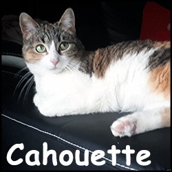 Cahouette