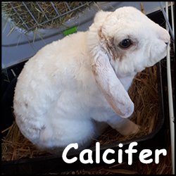Calcifer