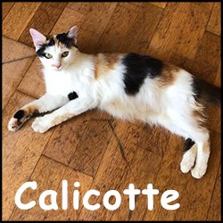 Calicotte