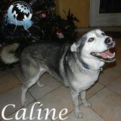 Caline