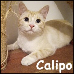 Calipo 2