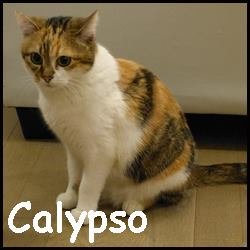 Calypso