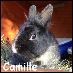 Camille