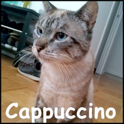Cappuccino 2