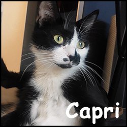 Capri