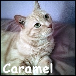 Caramel