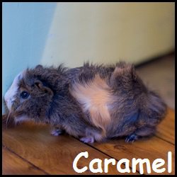 caramel