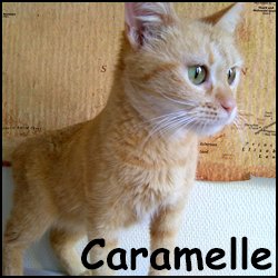 Caramelle