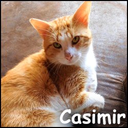 Casimir