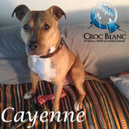 Cayenne