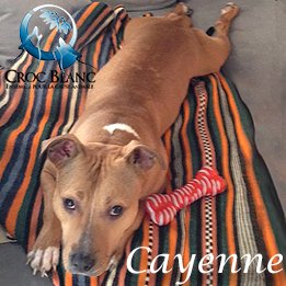 Cayenne