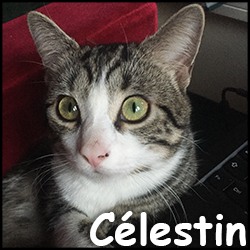 Celestin