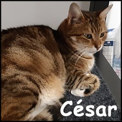 Cesar