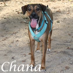 Chana