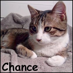 Chance