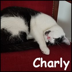 Charly