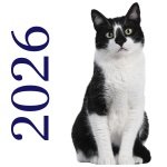Chats sauvés 2026