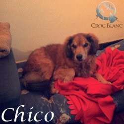 Chico2