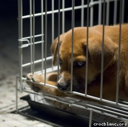 Chiot dans une cage