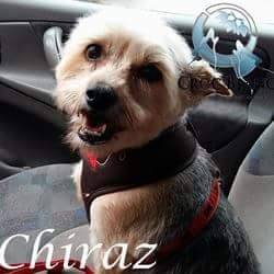 Chiraz