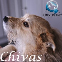 Chivas2