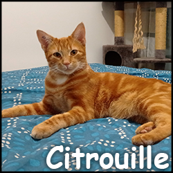 Citrouille