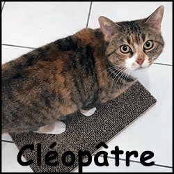 Cleopatre