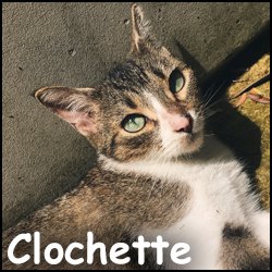 Clochette