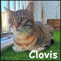 Clovis