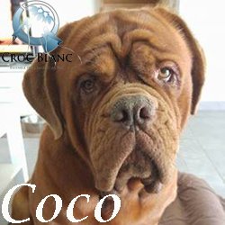 Coco2