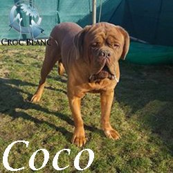 Coco