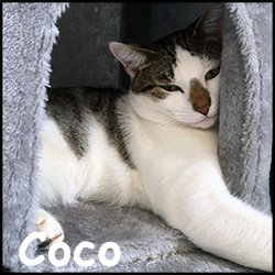 Coco