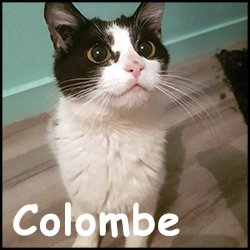 Colombe