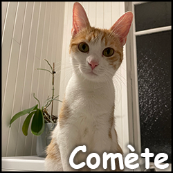 Comète