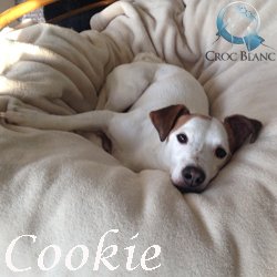 Cookie2