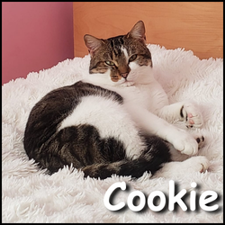 Cookie