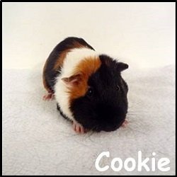 Cookie