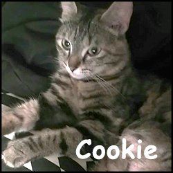 Cookie