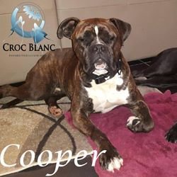 Cooper