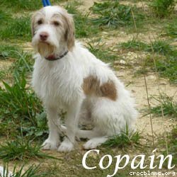 copain